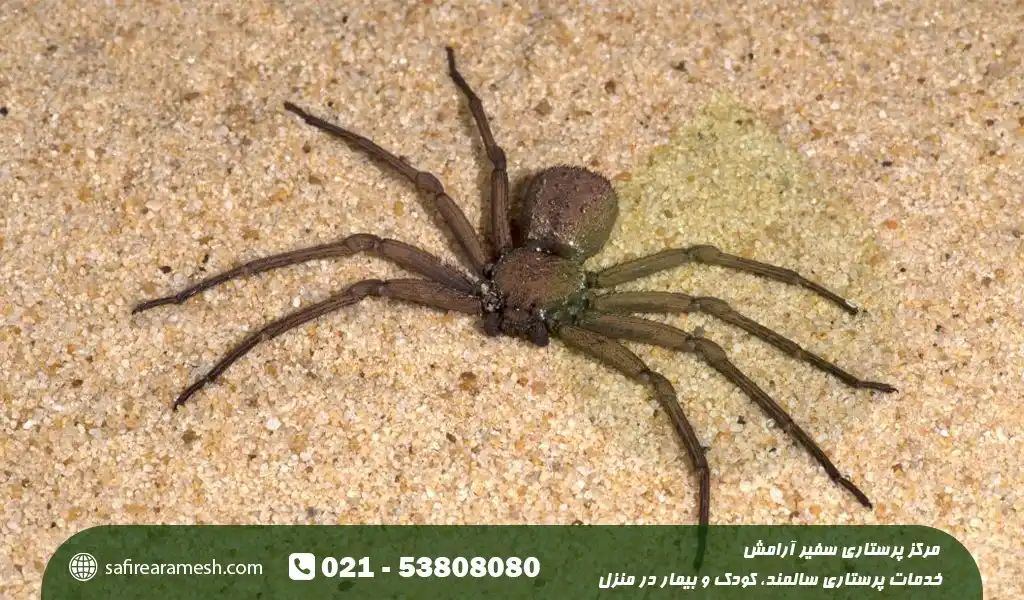 درمان نیش عنکبوت در منزل