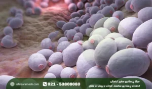 قارچ کاندیدا